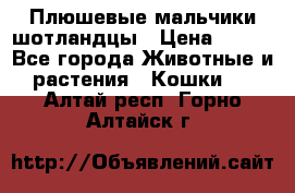 Плюшевые мальчики шотландцы › Цена ­ 500 - Все города Животные и растения » Кошки   . Алтай респ.,Горно-Алтайск г.